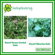 Dwarf Green Curled Kale / Siberian Kale - *Seeds from SG*