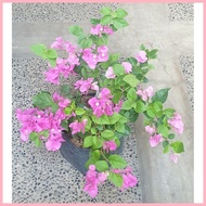 ◷ ☩ Bougainvillea Flowering Plants