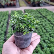 TKL - Pearl Murraya/Murraya Exotica/ Murraya Microphylla (Fine Leaves) 珍珠九里香/大叶九里香/达摩细叶九里香 “ 一粒金 ”