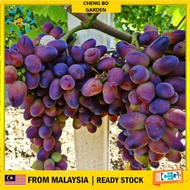 Anak Pokok Anggur Krasotkha Import Dari Thailand