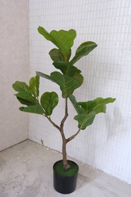 人造植栽/仿真琴葉榕/仿真植物/綠化/永不凋零