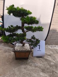 金鑽羅漢松~高75cm横約60cm