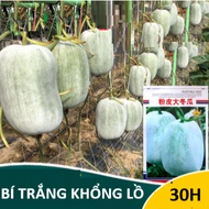 Giant White Pumpkin Seeds (30H)