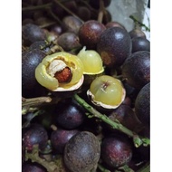 Pokok buah matoa/ mata kucing Brazil , longan brazil