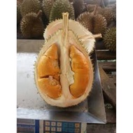 Pokok Durian Jawi Super