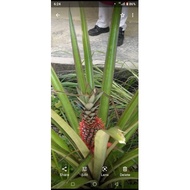 Anak Benih Nanas MD2 Pineapple MD2 (Dirawat) Sulur Atas