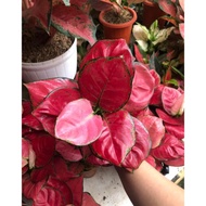 AGLAONEMA RED ANJAMANI