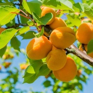 Terlaris - Bibit Benih Buah Aprikot (3 Butir)