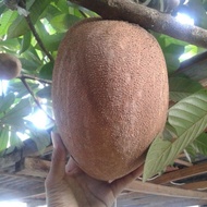 POKOK MAMEY SAPOTE / CIKU GERGASI