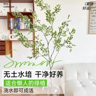 Linyamei Male Tree Hydroponic Plant Fresh Cut Branches Drunk Horse Bell Sapling Living Room Interior Hydroponic Four Sea