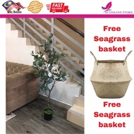 Artificial Eucalyptus / Money tree (pokok duit)
