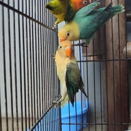 Ready Gan Lovebird Biola Parblue , Biola Green , Biola Euwing , Biola Blue Ready Gan