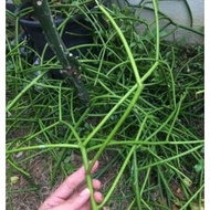 Anak Pokok Tetulang / Euphorbia Tirucalli Real Live Plant