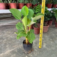 Malaysia Stock Big Size Calathea Lutea 80-90cm (Polybag 14x14) 大叶乒乓叶竹芋 80-90cm
