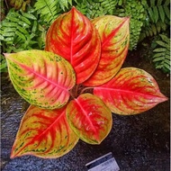 Aglaonema Andini Mutasi / Aglonema Andini Florist Nursery / Aglonema