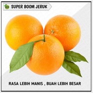 Super Boom Jeruk | Pupuk Cair | Fungisida | Zpt | Pembesar Buah | Stm