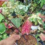 caladium red guardian thailand / keladi red guardian thailand