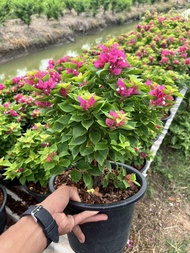 เฟื่องฟ้าแคระ สาวิตรี กระถาง 8นิ้ว สูงจากขอบกระถาง 15ถึง20 cm ปลูกได้ทุกภาค ทนทุกสภาพอากาศ ไม้ดอก ไม