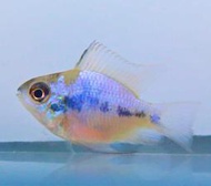 【成崧水族】電光圓球鳳凰  電光圓球鳳凰魚 小型魚 熱帶魚