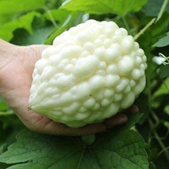Pingguo bitter gourd   Crystal bitter gourd  Bitter gourd seed / 苹果苦瓜种子 水晶苦瓜 珍珠苦瓜种子