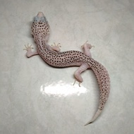 Leopard Gecko Pied Juvenille