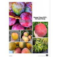 KKB Pokok Mangga Taiwan R2E2, Taiwan Red Mango R2E2, Mangifera indica 'R2E2', Tambulampot