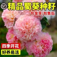 現貨 快速發貨 2到3天發貨  蜀葵花種籽重瓣一丈紅種子四季播種開花室內外易活野花組合種子孑