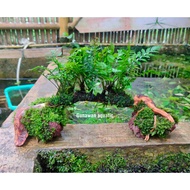 kayu pakis + Moss terrarium-paludarium-aquascape-tanamanair