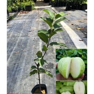 ANAK POKOK JAMBU BATU SEEDLESS. JAMBU BATU TANPA BIJI. MURAH READY STOCK