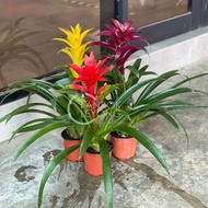 TKL - 🐍CNY 2025🐍Guzmania ElcopeRed/Yellow/Purple/Conifera/Concubine/Classic/Kallisto 鸿运当头/卡丽/火炬/三星报喜