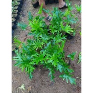 Philodendron Sahod Yaman/Selloum plants