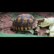 kura kura sulcata dewasa 30cm