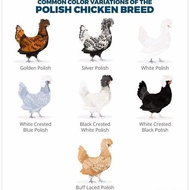 Ayam Poland White Crested Black Polish Sepasang