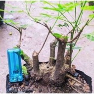 PROMO BAHAN BONSAI LAMTORO / DONGKELAN LAMTORO / BONGGOL LAMTORO