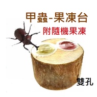 [HAPPY Aquarium] Beetle Jelly Table Single Hole Double Hole (with Jelly) Stag Beetle Unicorn Insect 