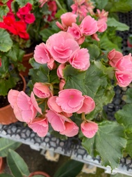 Begonia Elatior Rose begonia flower real plant free extra organic fertilizer 0.5kg free doorstep delivery