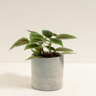 皺葉冷水花│泥作系列│福所栽