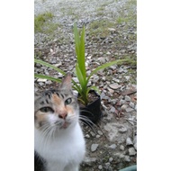 Pokok Pandan Pokok Daun Pandan polybag