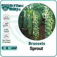 8 Seeds - Mini Cabbage Vegetable Seeds Brussel Sprouts Impert - Sri Tani Mulyo