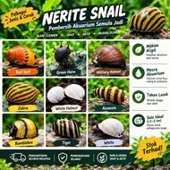 Nerite Snail Aquarium Cleaner Red Spot Zebra Military Helmet Assassin Tiger White