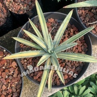 Agave Macrocanta Varigata