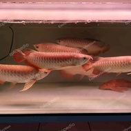 New Arowana Arwana jenis golden red Rtg GR emas red tail gold 40-42cm