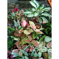 ♞,♘,♙Aglaonema Varieties: Live Plants