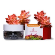 The 2HR Aquarist APT Jazz Root Tablets