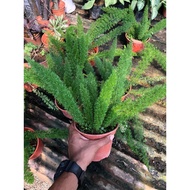 Sprenger's Asparagus Live Plant