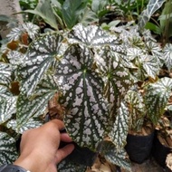 Tanaman hias begonia-begonia pulkadot silver