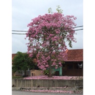 POKOK TECOMA PINK + pokok tecoma putih