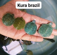 【27 Aqua World】Little Live Green Tortoise / Live Pet Green Turtle / Kura-kura Hidup