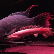Hiasan Palmas Senegalus Golden Slayer 20cm+ by monfishjkt
