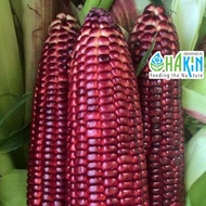 Benih Jagung Ungu Manis - Purple Sweetcorn Seeds - 4 seeds | 18 seeds | 56 seeds
